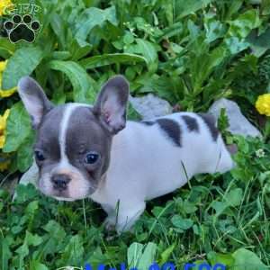 Mr Spots, French Bulldog Puppy